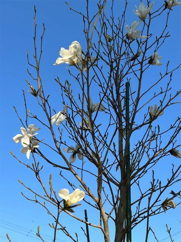 両親が「ミッキーの樹」と呼ぶコブシの木に、今年咲いた白い花（和田さん提供）