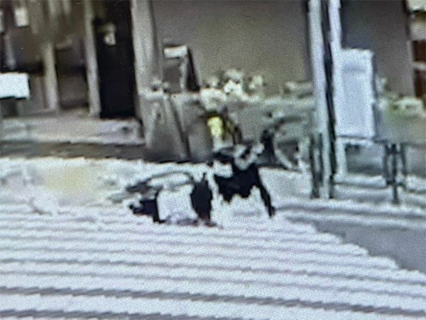 衝突の衝撃で被害女性と自転車の男は共に転倒した（防犯カメラの映像より）