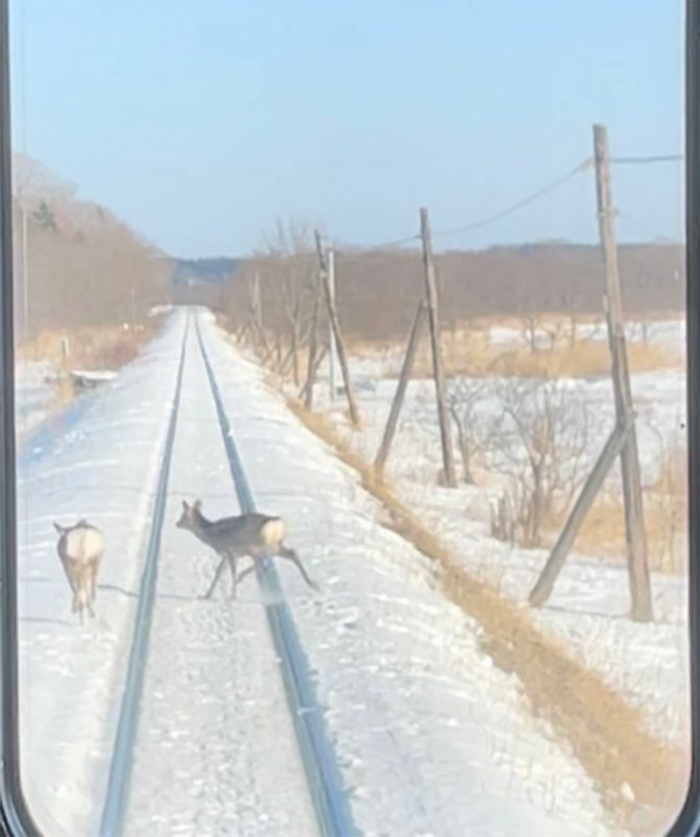 最初は2頭だったが……（筆者撮影）